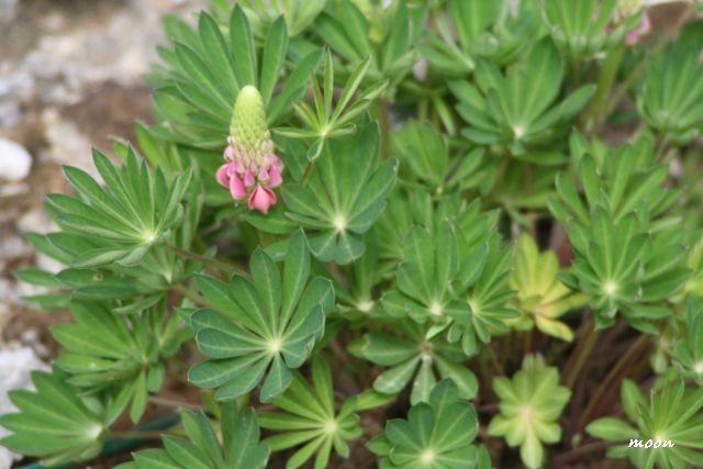 lupinus